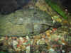 101-0105_IMG.JPG (747749 byte)