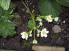 Jorber i blomst