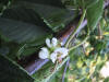 Kirseber i blomst